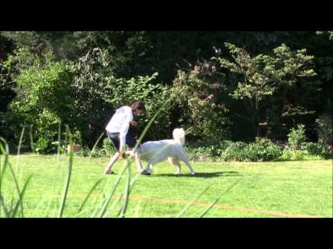 Kuvasz apportiert - Yashar vom Quecksilber