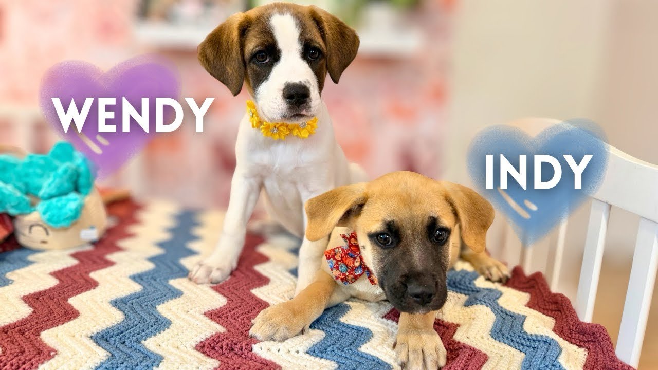 Enlarge Indy Douglas, an adopted mixed breed in Homestead, PA video 6/6