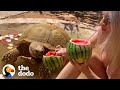 175 Pound Tortoise Is The King Of His Household The Dodo