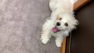 ハーフ犬の動画02