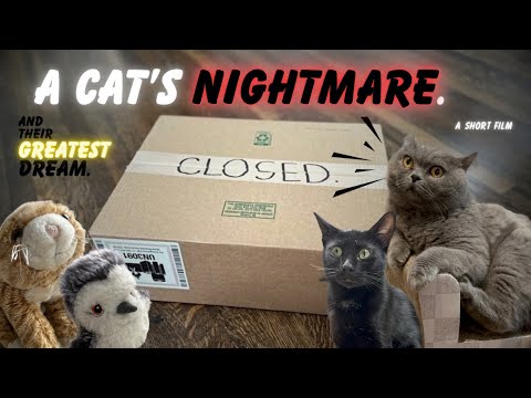 THE BOX. A short funny film starring CATS! 🐾