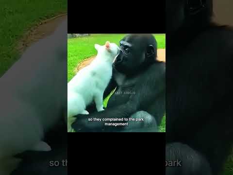 A chimpanzee befriends a white cat. #wildlife