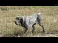 Perdiguero de Burgos - Perdiguero de Burgos (Burgos Pointer dog)