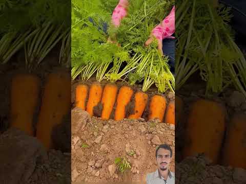 Como Plantar Cenouras Grandes: Dicas Práticas e Tempo de Cultivo Ideal