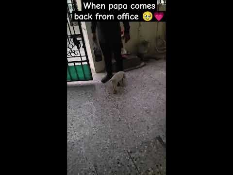 When papa comes back from office 💗#doglover #labrador #pets