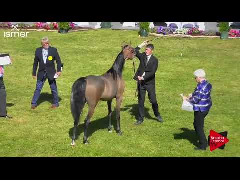 Strohen 2018 B International Show Class D