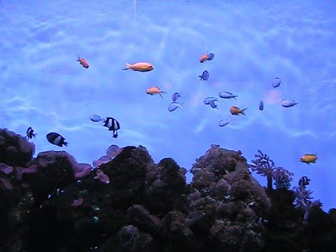 Nyt fiilistellää VHS musiikka