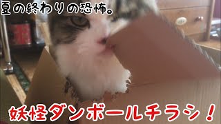 [新妖怪発見]あなたの家は大丈夫！？知らない間にダンボールが散らばっていませんか！？