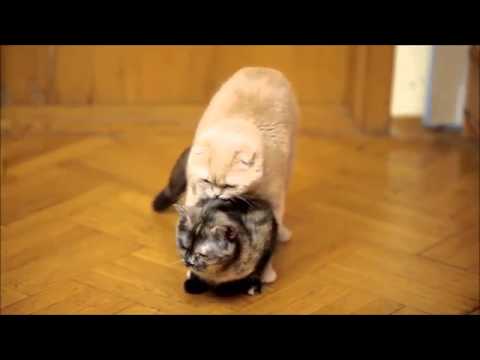 Cats mating  Cat 'revives' and mates his girlfriend