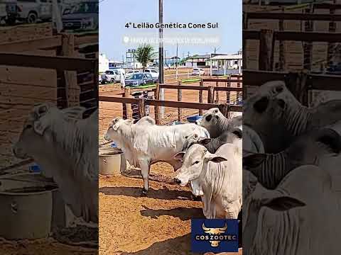4⁰ Leilão Genética Cone Sul. #agronegocio #pecuaria #geneticaconesul #cerejeiras #rondonia #abcz