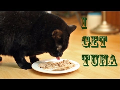 I Get Tuna (Official Music Video) - N2 the Talking Cat