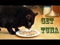 N2 the Talking Cat - I Get Tuna (Official Music ...