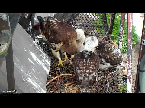 Feeding Time For  Red-tailed Hawk Chicks – May 23, 2018