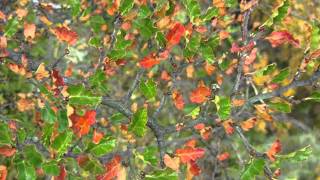 Aria- Aria Sulla VI corda-The Jacques Loussier Trío ( Bach Jazz )