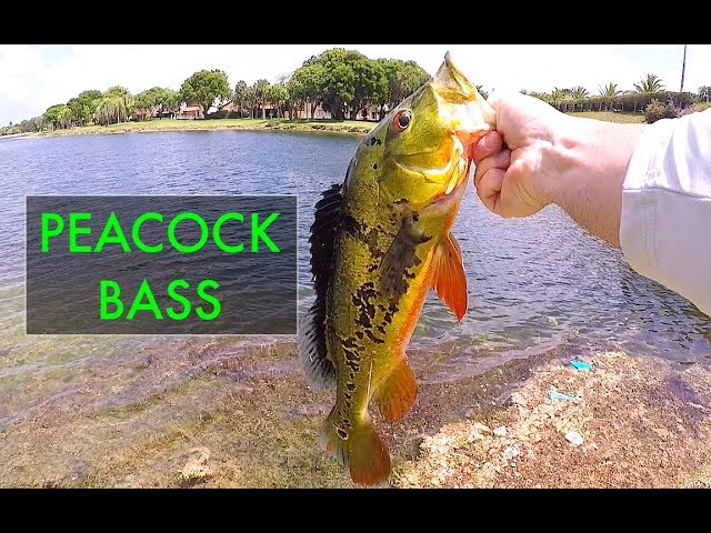 CATCHING TROPICAL FISH IN FLORDIA, PEACOCK BASS!