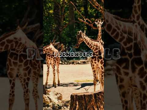 Reticulated Giraffe: Graceful Giants with Striking Patterns and Endangered Majesty #Wildlif #Giraffe