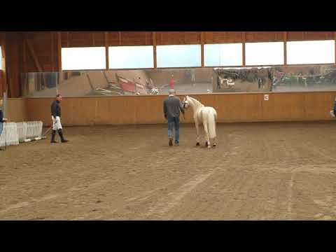 Cadlanvalley Sir Ivanhoe