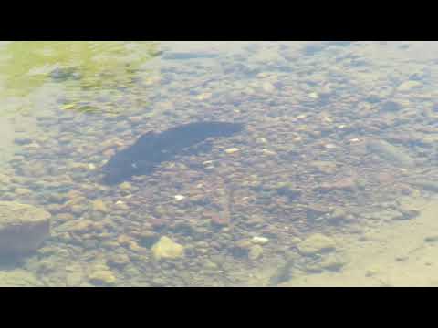 A fish who makes a nest of stones