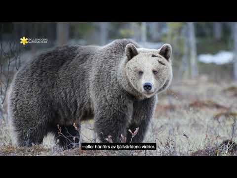 Välkommen till Sveriges nationalparker | Naturvårdsverket