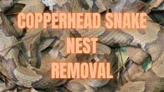 Getting Rid Of A Copperhead Snake Nest