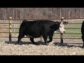 Lot 5 - Bred Sale 12•12•22