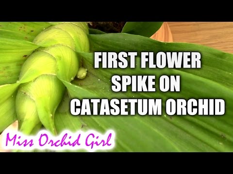 Catasetum orchids update - first flower spike!