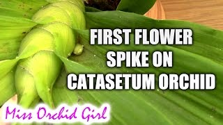 Catasetum orchids update - first flower spike!