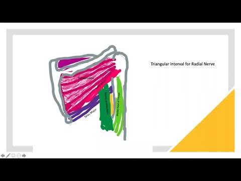 Heakyung Kim - Upper Limb Muscles US Workshop -Part II on Posterior Arm Muscles and Radial Nerve