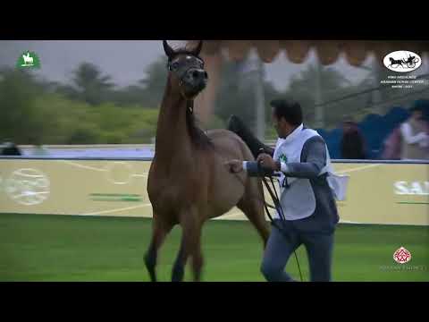 N 54 AZARA OS   2021 KING ABDULAZIZ ARABIAN HORSE CENTER SHOW   Yearling Fillies Class 1D