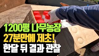 1200평 나무농장 27분만에 제초! 한달 뒤 결과 관찰 |…