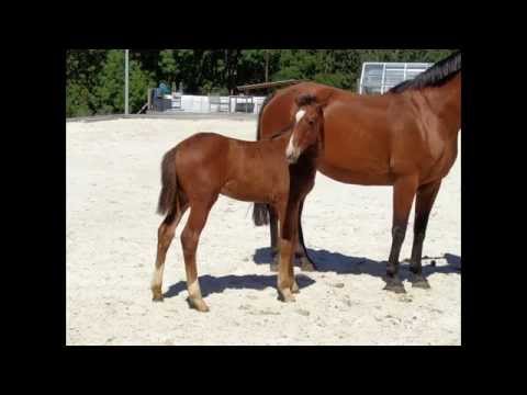 CONNECT x Cavalier x Landstreicher x Lancer lll, Hengstfohlen *07.05.15