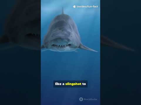 Meet The Living Fossil.The Goblin Shark