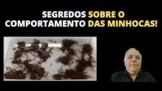 [SURPREENDENTE] NOVELOS de MINHOCAS vermelha da Califórnia.