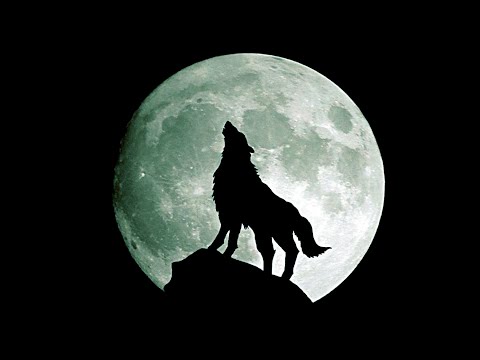 O SOM DO LOBO UIVANDO, Uivo do Lobo !