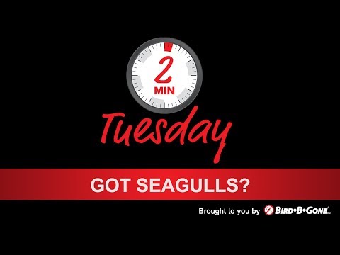 Best Seagull Deterrents [Pro Tips] How to Keep Gulls Away