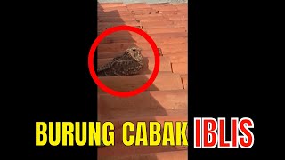 Download lagu USIR BURUNG CABAK IBLIS DI ATAS GENTENG KARENA MENGGANGGU TIAP MALAM DENGAN SUARANYA mp3