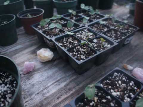 FULL MOON SEED PLANTING FOR BEST GROWTH AND ENERGY! :)