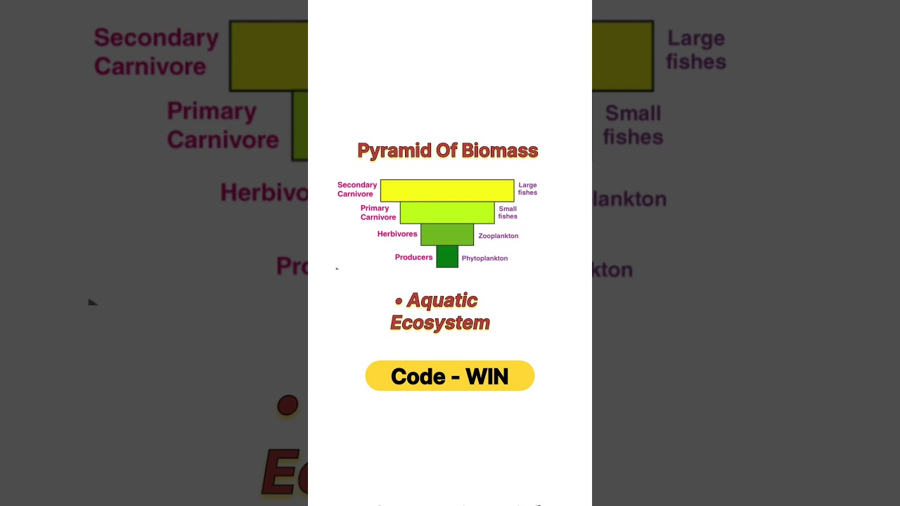 Pyramid of Biomass in aquatic ecosystem !! #neet #neet2025 #botany #biology #aiimsBotanyNeet