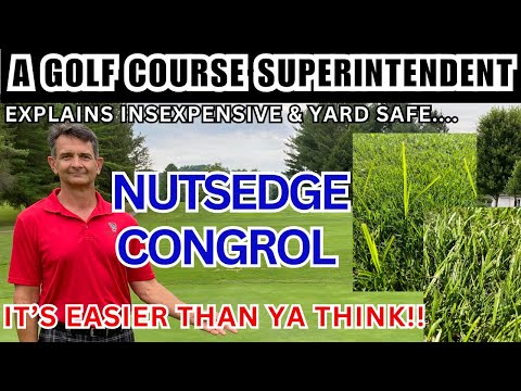 How to Easily Control Nutsedge: Spot Treat Purple & Yellow Nutsedge with SedgeHammer