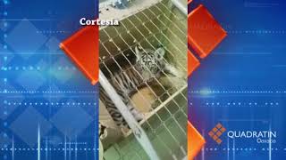 Asegura Policía Federal cachorro de tigre de bengala en Oaxaca