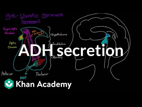 ADH secretion | Renal system physiology | NCLEX-RN | Khan Academy