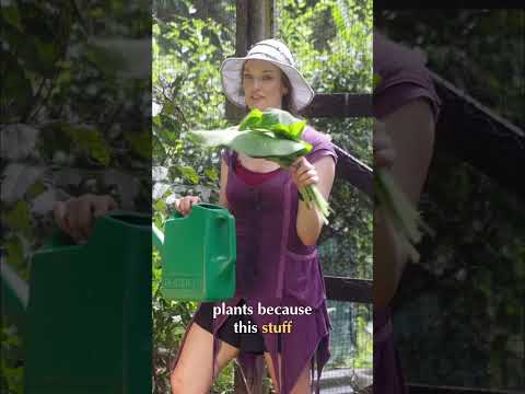 Comfrey Tea: The Secret Plant Fertilizer You Need!