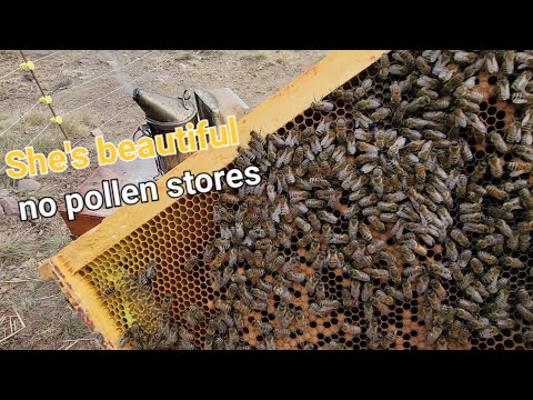 When will the bees get pollen, calculate GDD to find out.