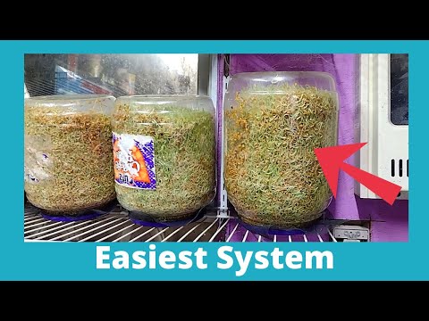 Growing Sprouts For 300+ Chickens