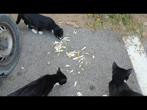 Gradiscono più i pesci che il pollo