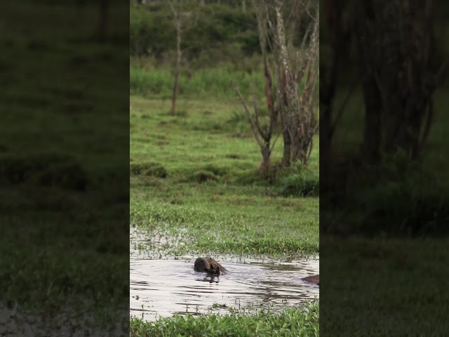 Vídeo relacionado con Lindo Kawaii Capibara Amante Roedor Animal Niños Camiseta