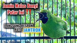 Download lagu Cucak ijo mini nembak isian bagus buat pancingan jomin bahan agar cepat gacor mp3 Download lagu Cucak ijo mini nembak isian bagus buat pancingan jomin bahan agar cepat gacor mp3