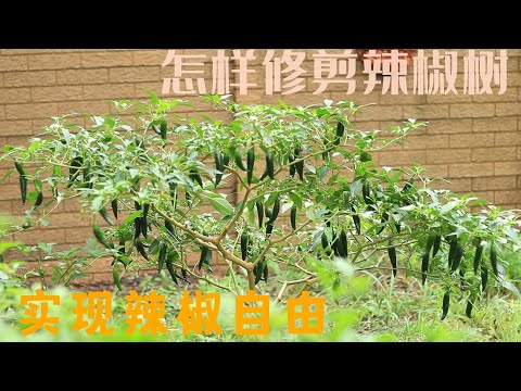 辣椒樹