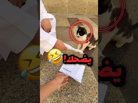 لقو قط يورونة السيفي حقهم عشان يتوظفون!! 😂😂 #youtubeshorts