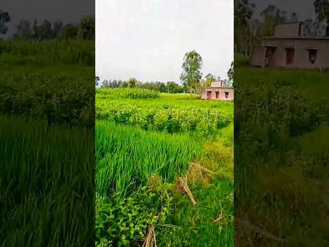 dayashankar Sultanpuri lekar follow karo share karo